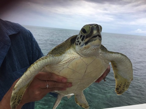 beautiful close up of green sea turtle